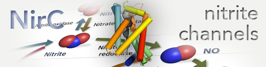 NirC_Banner.jpg