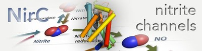 NirC_Banner.jpg NirC_Banner.jpg